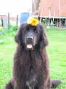 Превью фото № 220185