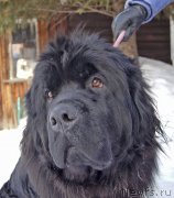 Превью фото № 220201