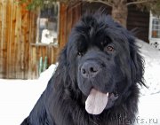 Превью фото № 220203