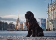 Превью фото № 220228