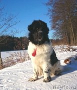 Превью фото № 220246