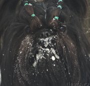 Превью фото № 220247