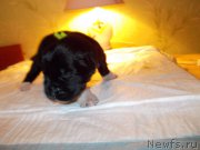 Превью фото № 220276