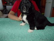 Превью фото № 220281