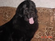 Превью фото № 220299