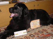 Превью фото № 220300