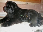 Превью фото № 220304