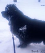 Превью фото № 220319