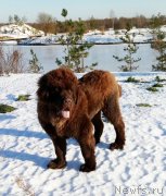 Превью фото № 220330