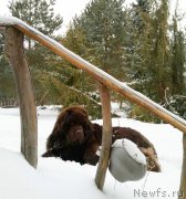 Превью фото № 220331