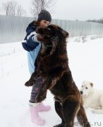 Превью фото № 220332