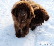 Превью фото № 220414