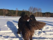 Превью фото № 220427