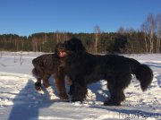 Превью фото № 220428