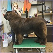 Превью фото № 220437