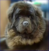 Превью фото № 220444