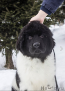 Превью фото № 220464