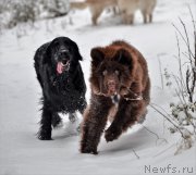 Превью фото № 220481