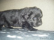 Превью фото № 220482