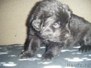 Превью фото № 220484