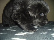 Превью фото № 220485