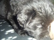 Превью фото № 220486