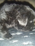 Превью фото № 220487