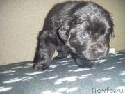 Превью фото № 220491