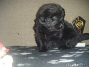 Превью фото № 220495