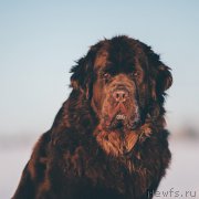 Превью фото № 220517