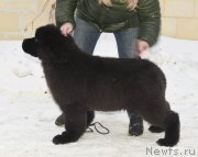 Превью фото № 220518