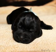 Превью фото № 220523