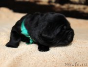 Превью фото № 220529