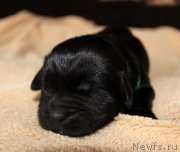 Превью фото № 220533