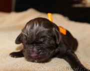 Превью фото № 220542