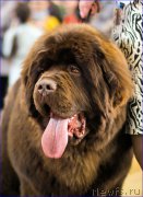 Превью фото № 220547