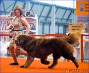 Превью фото № 220554