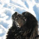 Превью фото № 220556