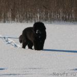 Превью фото № 220557