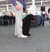 Превью фото № 220566