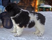 Превью фото № 220568