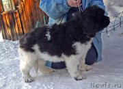 Превью фото № 220570