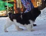 Превью фото № 220574