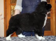 Превью фото № 220579