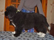 Превью фото № 220581