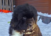 Превью фото № 220584