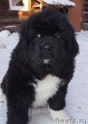 Превью фото № 220586