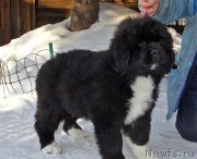 Превью фото № 220589