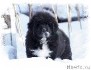 Превью фото № 220595