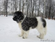 Превью фото № 220607